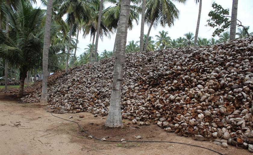 coconut peat drying yards infrastrucure of greglo coir industry