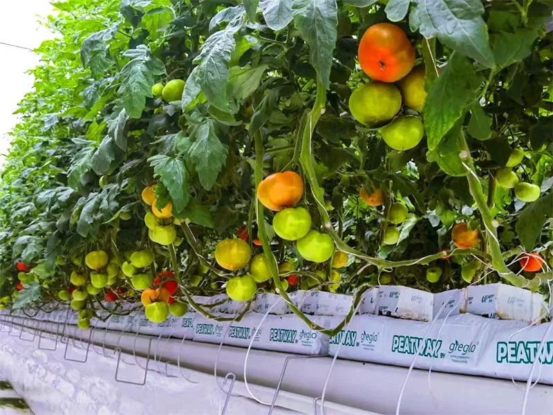 organic planting of tomato crop using coco cubes