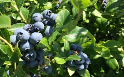 How to Do Blueberry Farming in India using Cocopith Grow Bags?