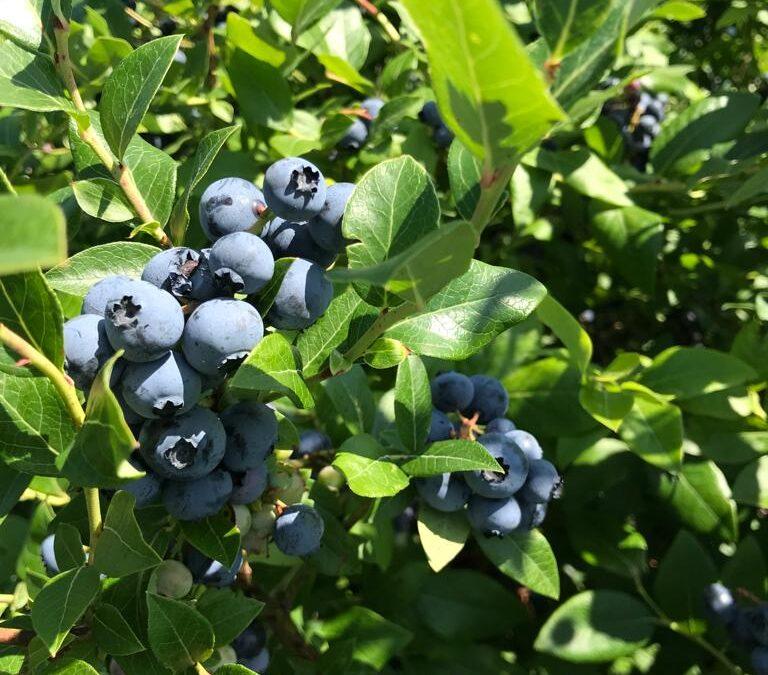 Blueberry farm in india