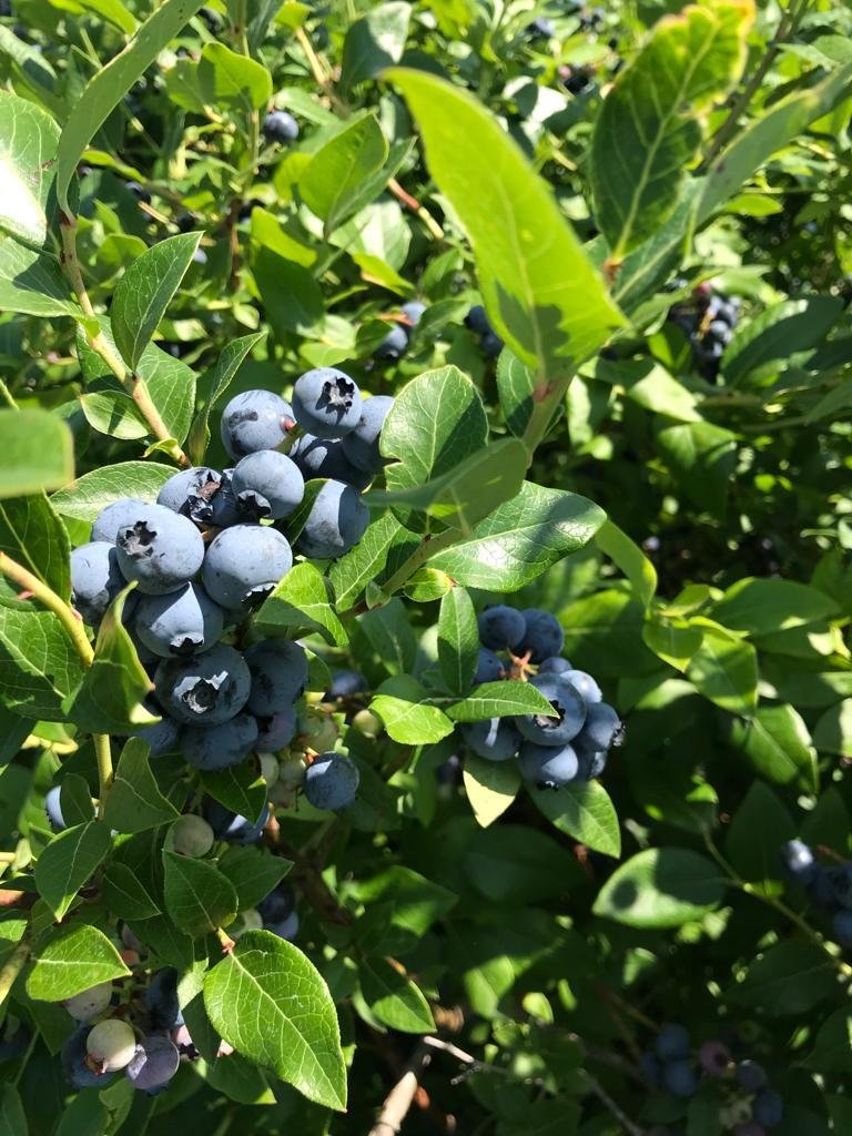 Blueberry farm in india