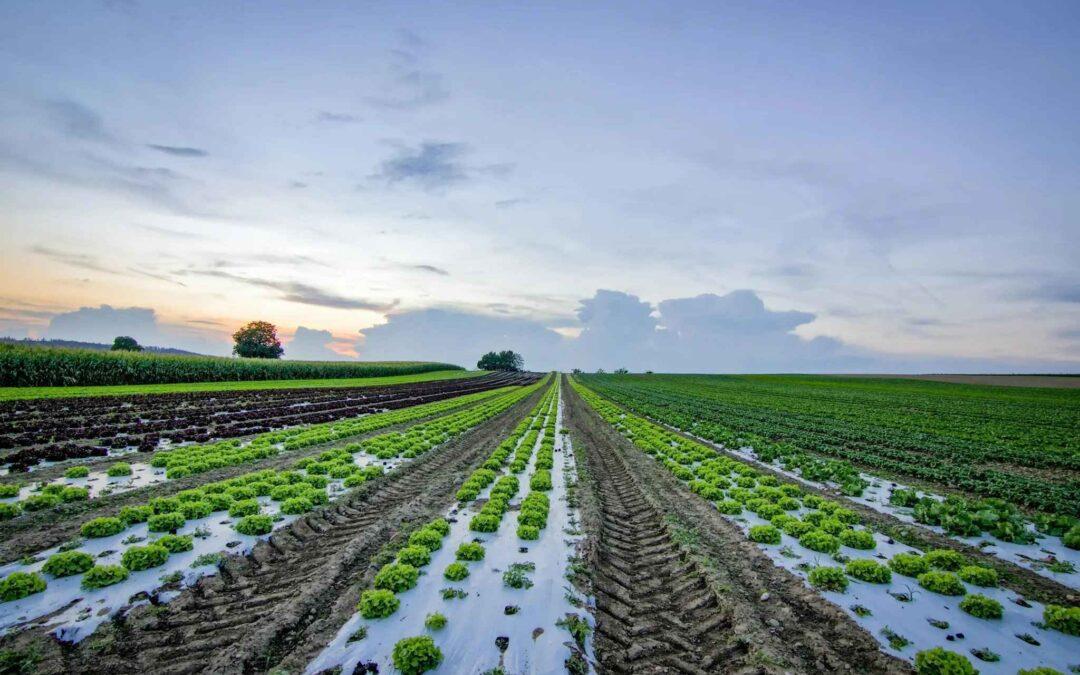 Organic Farming and Its Growing Significance in India