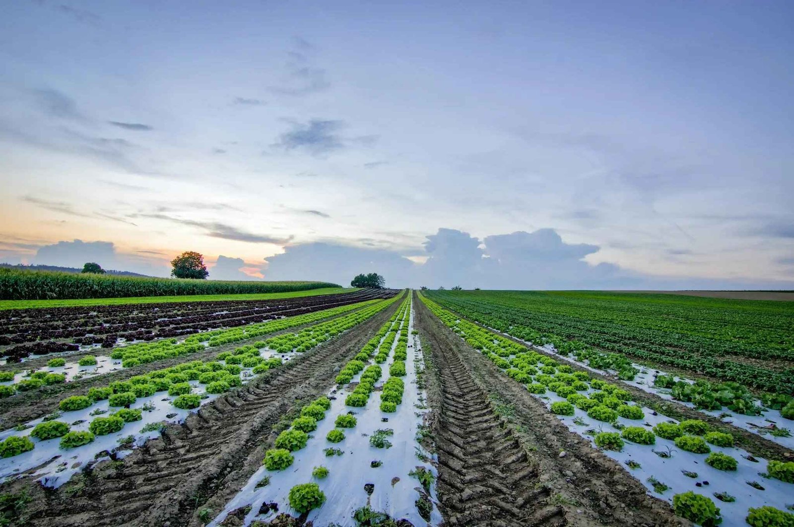 organic farm in india