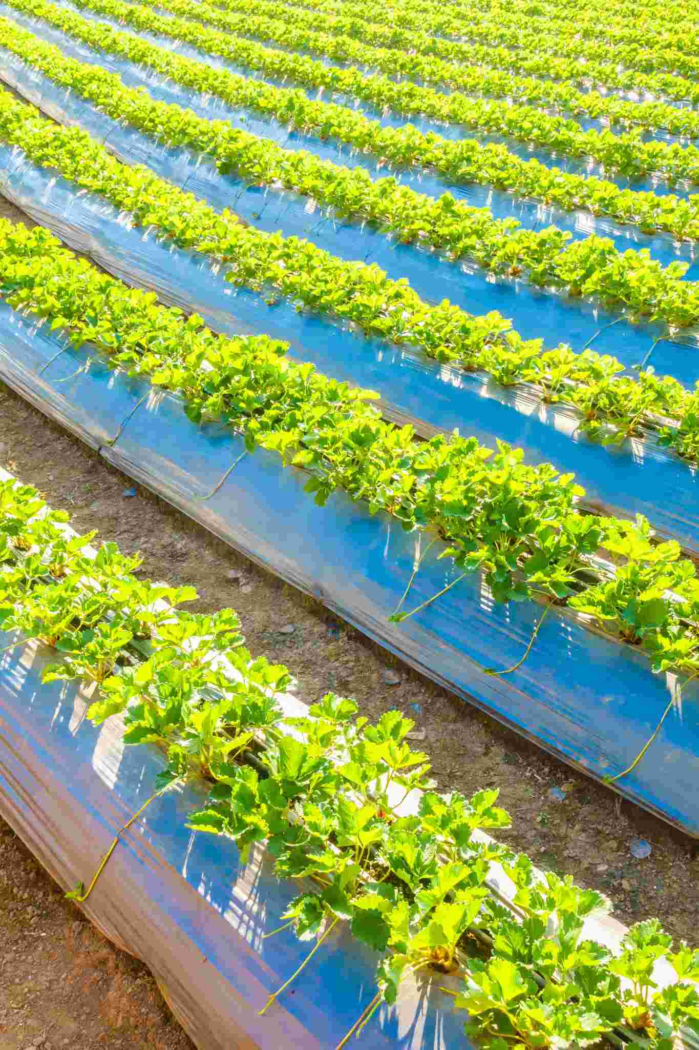 hydroponic farm using cocopeat as growing medium 