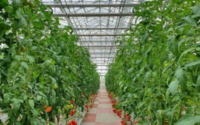 How to Grow Tomatoes using Cocopeat Grow Bags in Hydroponic Farming?