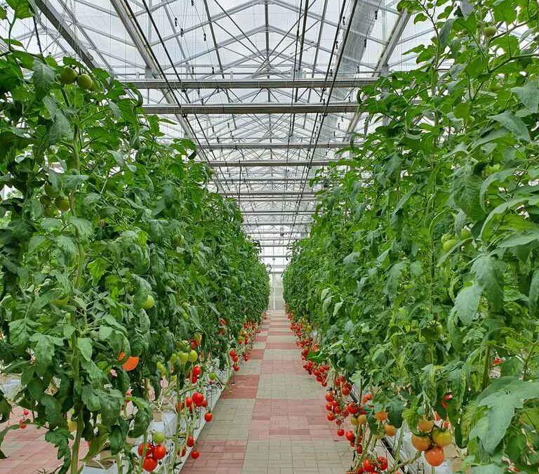 How to Grow Tomatoes using Cocopeat Grow Bags in Hydroponic Farming?