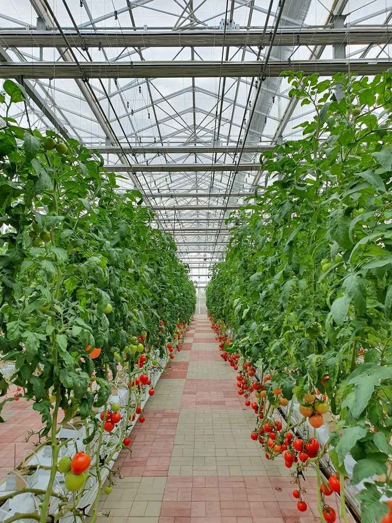 Growing tomatoes using cocopeat grow bags in hydroponic farming