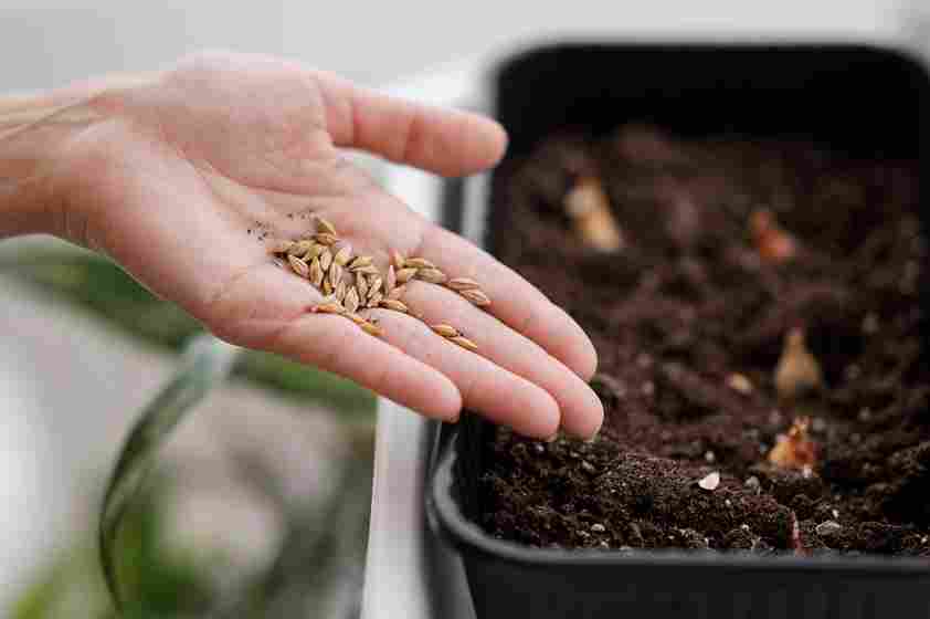 sowing seeds in the coco peat soil for seeds germination 