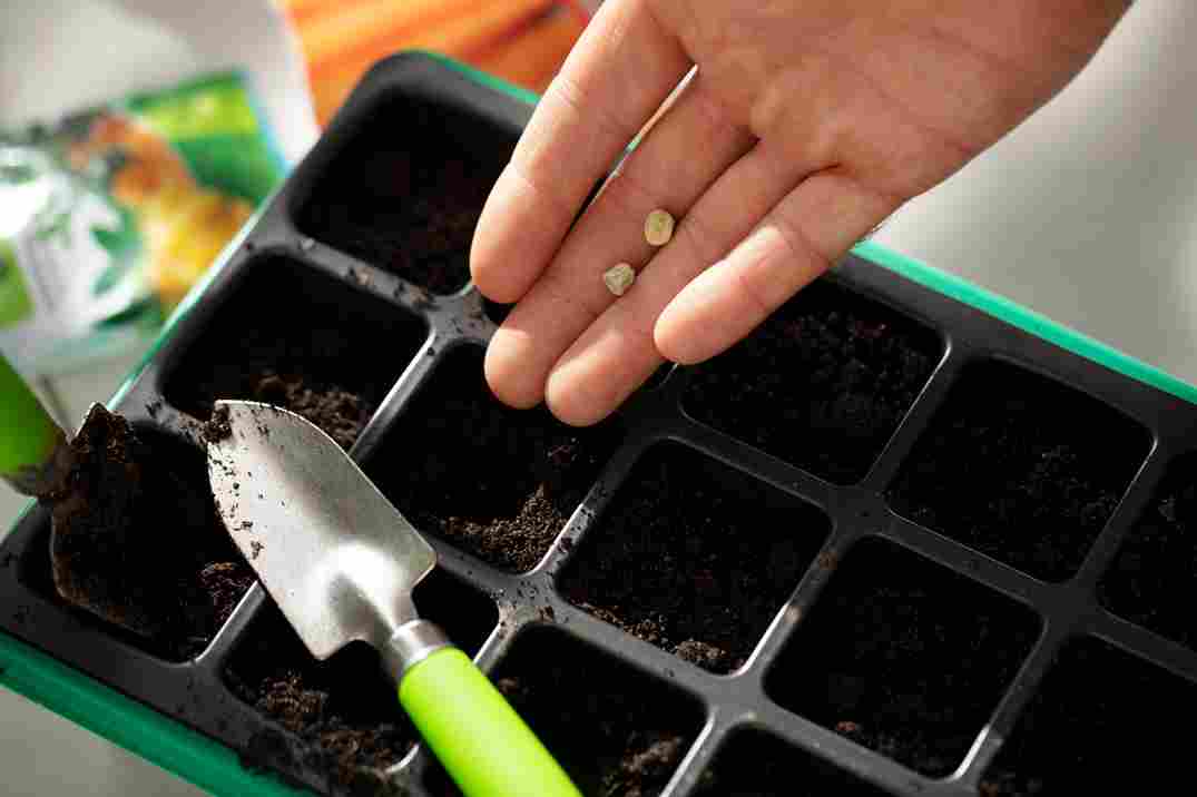 coco peat soil mix filled in seedling tray to start seed germination process