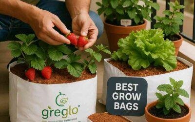 Top 10 Plants That Grow Best in Grow Bags (Herbs, Veggies, and More)
