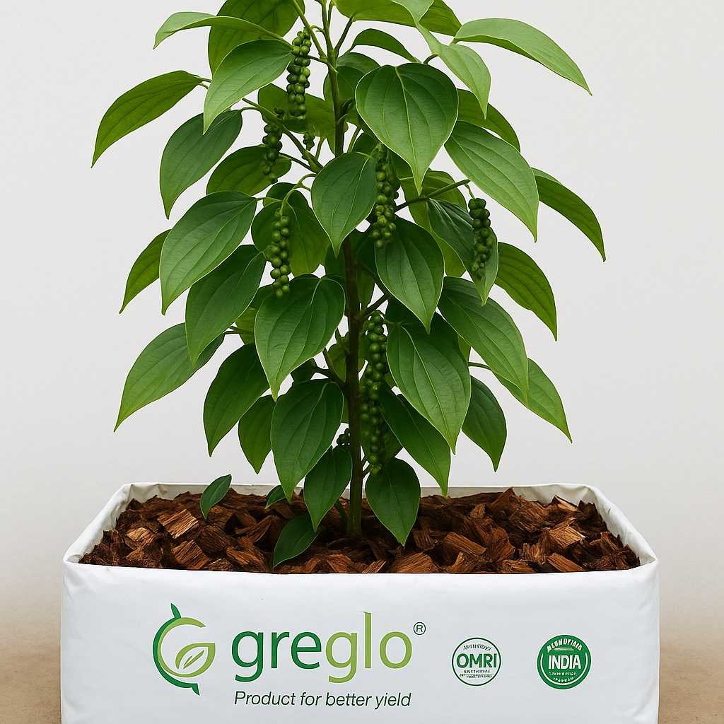 Black pepper plant growing in a white rectangular Greglo-branded grow bag filled with coco chips, featuring green peppercorns hanging from vibrant green leaves. The grow bag displays certifications like OMRI and India Organic