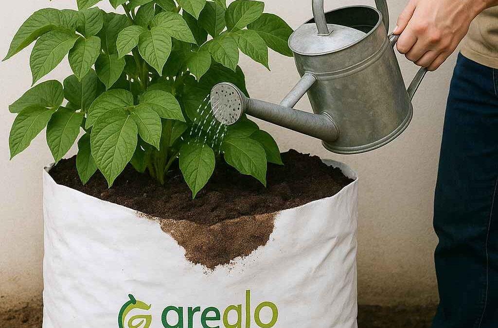 Potato plant in a white Greglo® grow bag being watered by a gardener.
