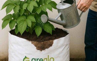 How Best Cocopeat Grow Bags Help in Better Root Growth Fast