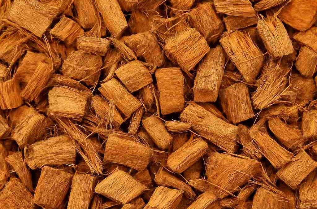 Why Cocopeat Chips Are Perfect for Tropical and Indoor Plants