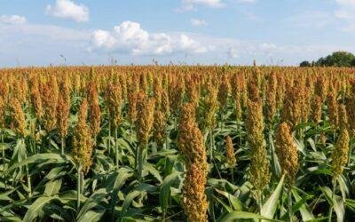 Growing Millets (Finger, Foxtail, Pearl) in Cocopeat