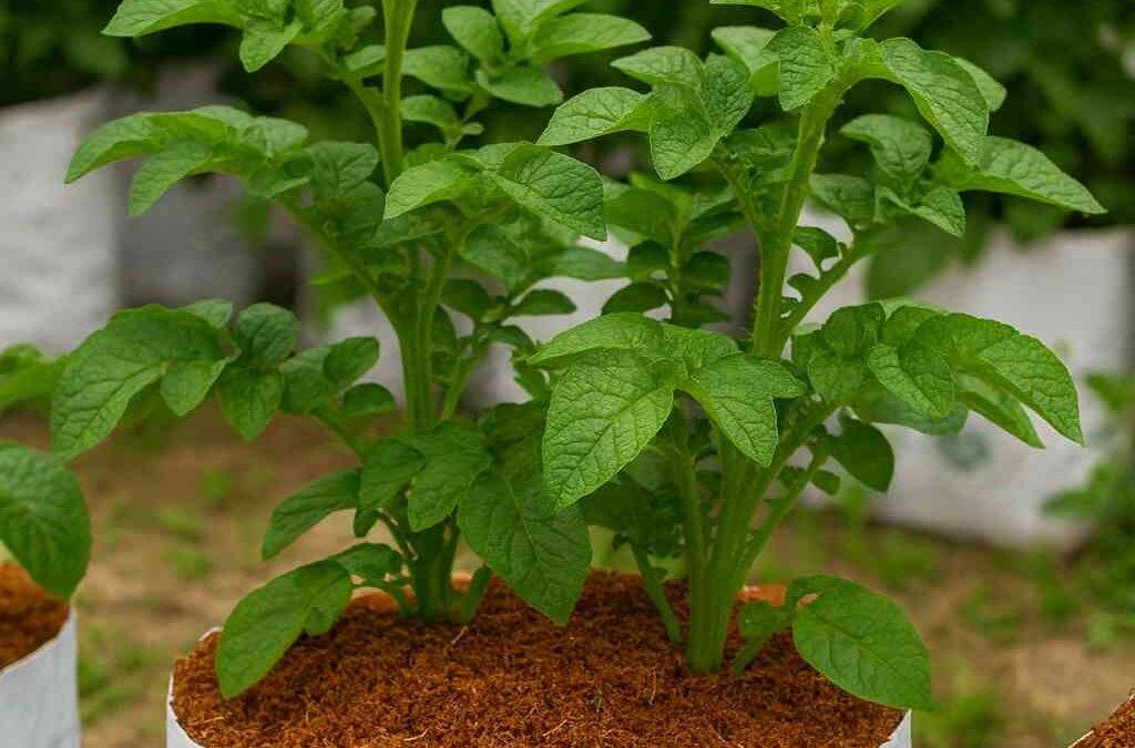 Grow Bags Made from Coco Coir: Why They Matter Gardening Success Now