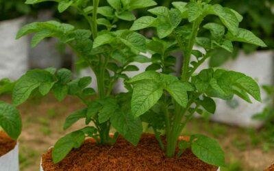 Grow Bags Made from Coco Coir: Why They Matter Gardening Success Now