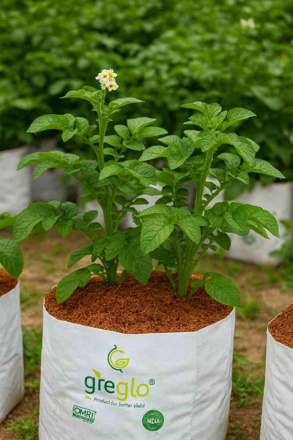 Grow Bags