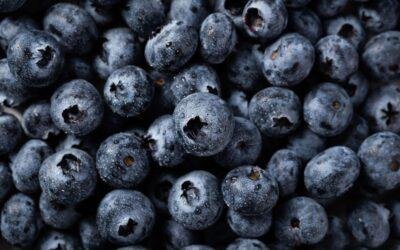 How to Grow Blueberries Successfully in India Step by Step Guide Now