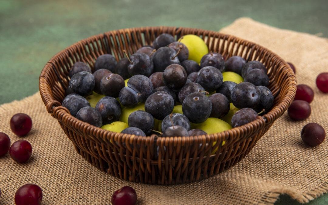 Blueberry farming in maharashtra