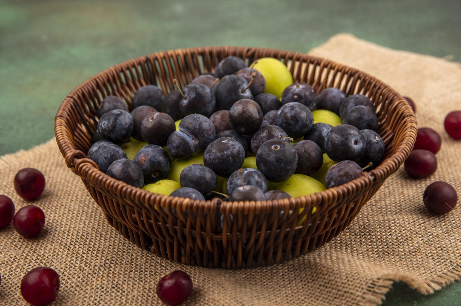 Blueberry farming in maharashtra
