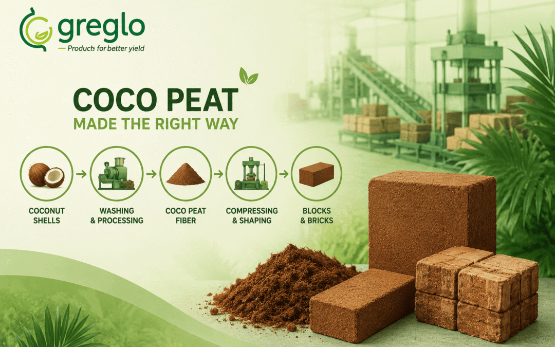 Coco peat manufacturing process