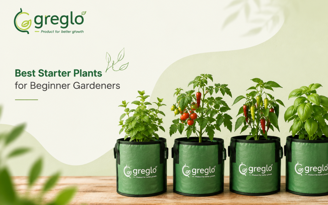 Beginner plants in Greglo grow bags