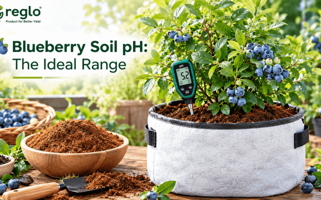 Blueberry plant growing in a Greglo grow bag with a soil pH meter showing acidic pH 5.2, coco coir and fresh blueberries.