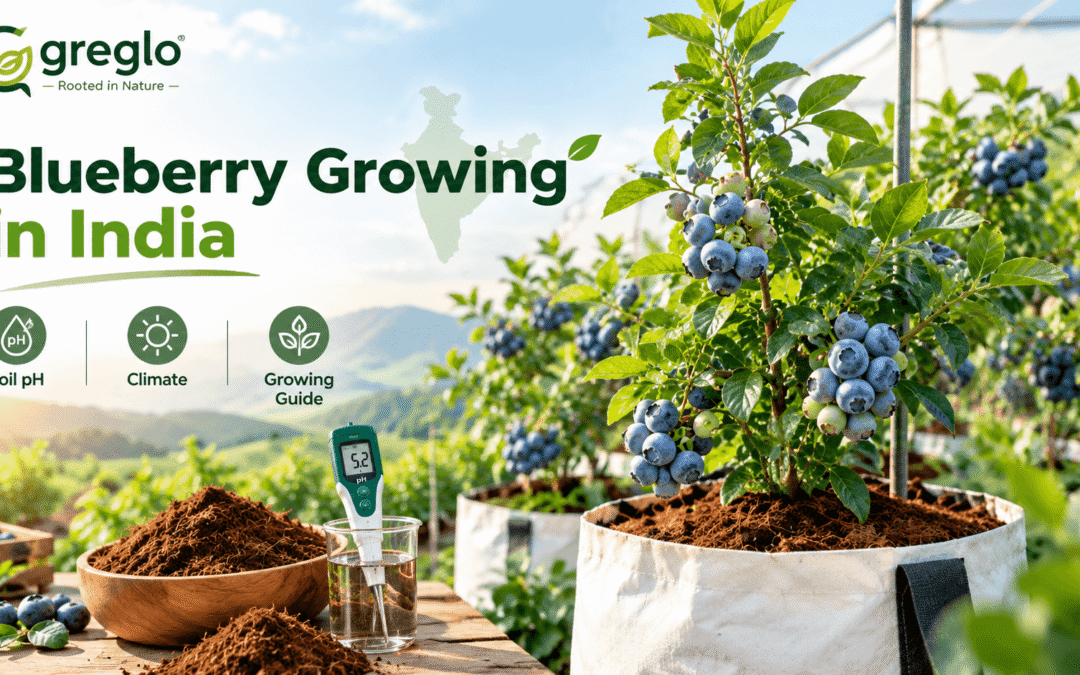 Blueberry growing in India with coco coir and soil pH testing