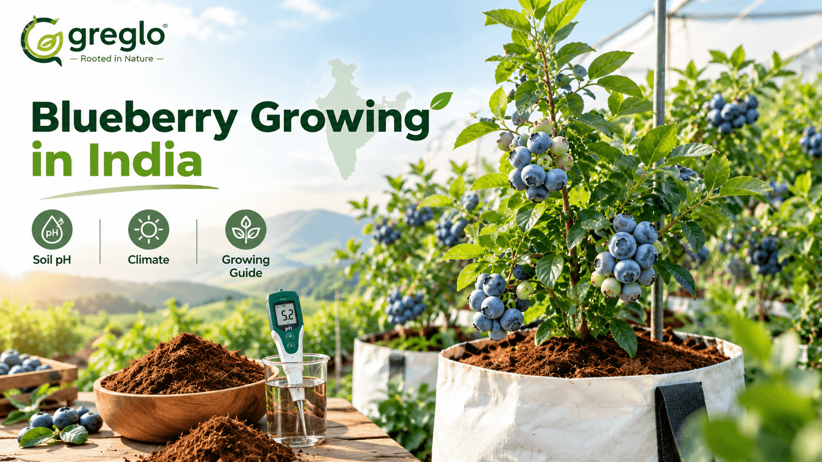 Blueberry growing in India with coco coir and soil pH testing