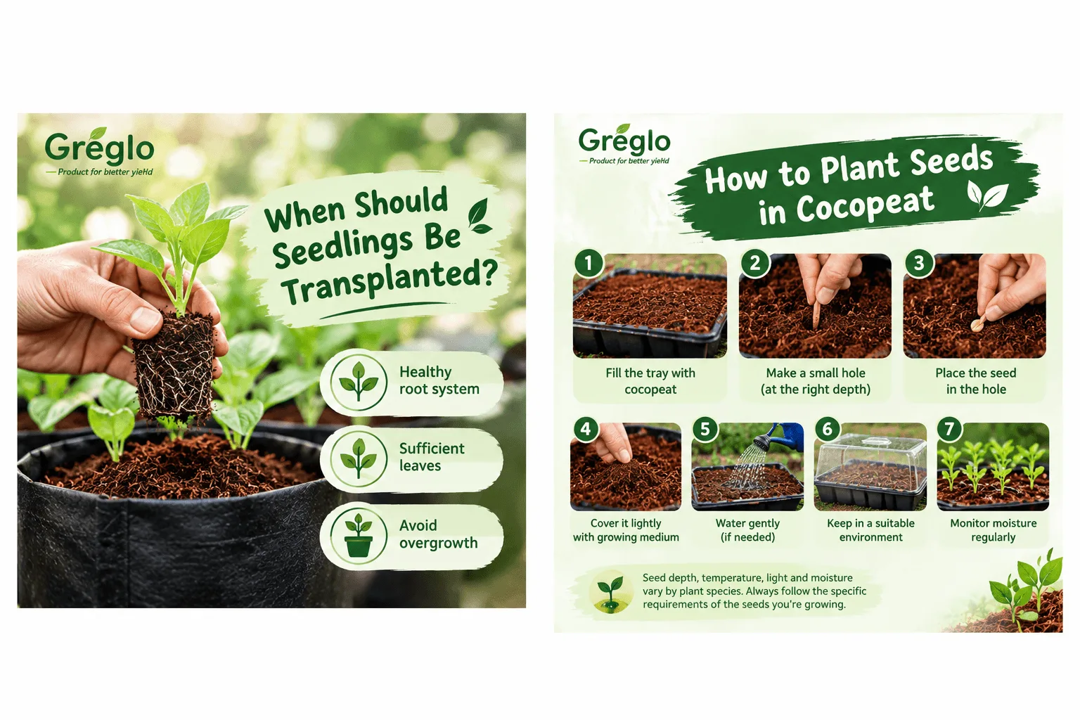 Seedling growing in cocopeat grow bag