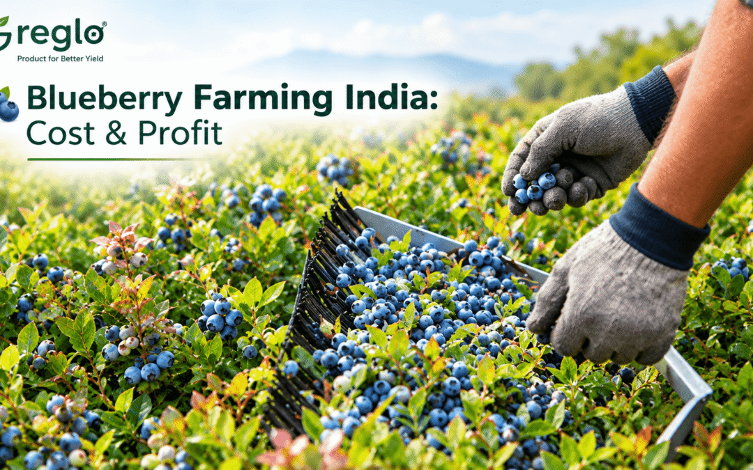 Blueberry farming in India with fresh blueberries being harvested from a commercial farm.