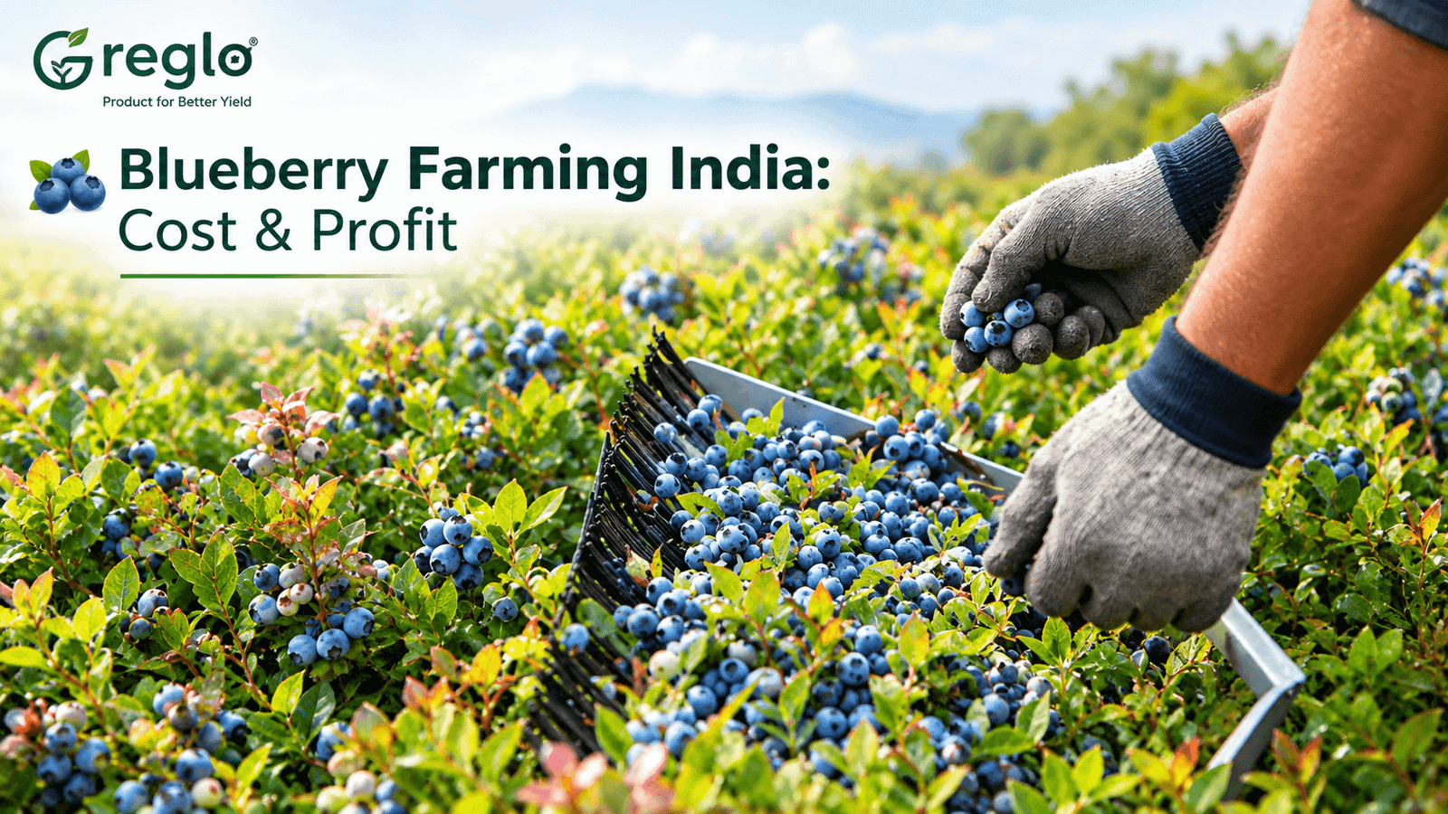 Blueberry farming in India with fresh blueberries being harvested from a commercial farm.