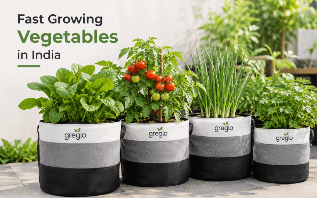 Fast growing vegetables in India grown in home garden containers