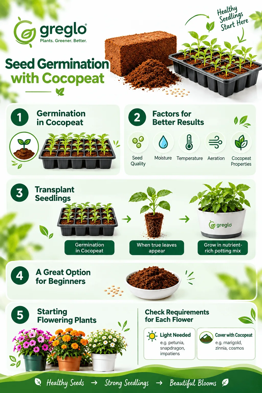 Seed germination with cocopeat infographic showing cocopeat, seedling trays, germination factors, transplanting steps and flowering plants.