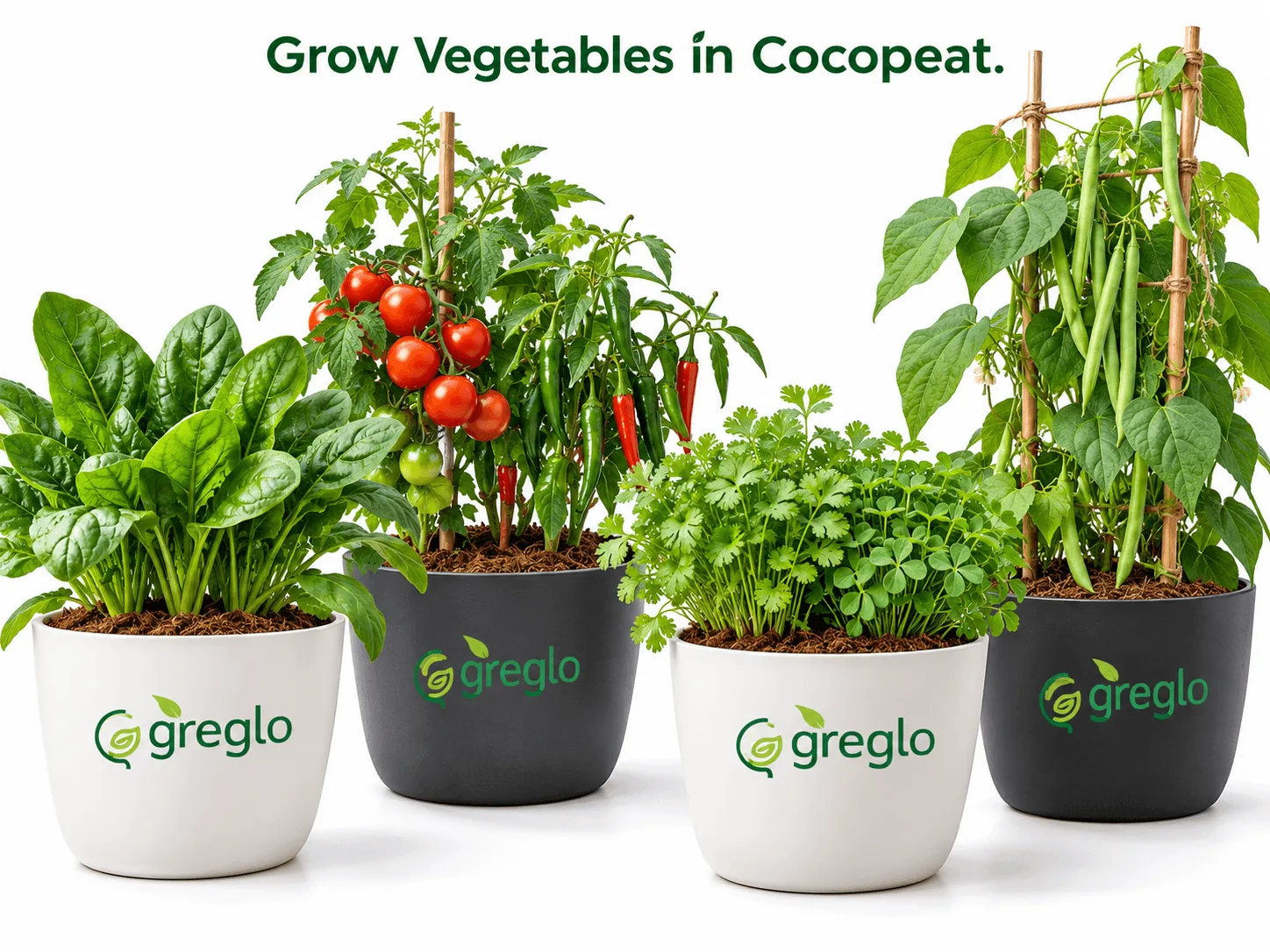 Grow Vegetables in Cocopeat Mix Vegetables growing in cocopeat mix, including spinach, tomatoes, chillies, coriander, fenugreek, and climbing beans in Greglo-branded pots.