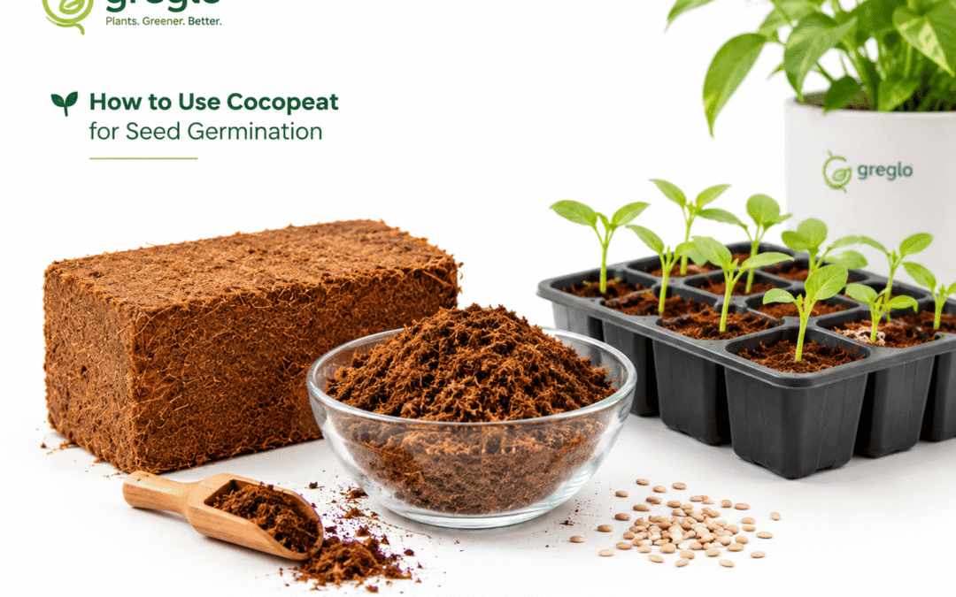 Greglo cocopeat block, loose cocopeat, and seedling trays for seed germination at home.