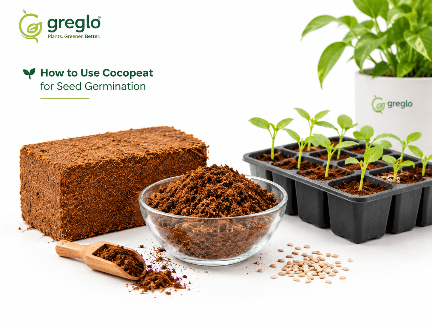 Greglo cocopeat block, loose cocopeat, and seedling trays for seed germination at home.