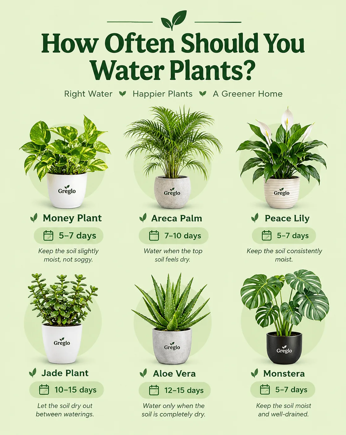 How often should you water plants infographic featuring six houseplants in Greglo containers