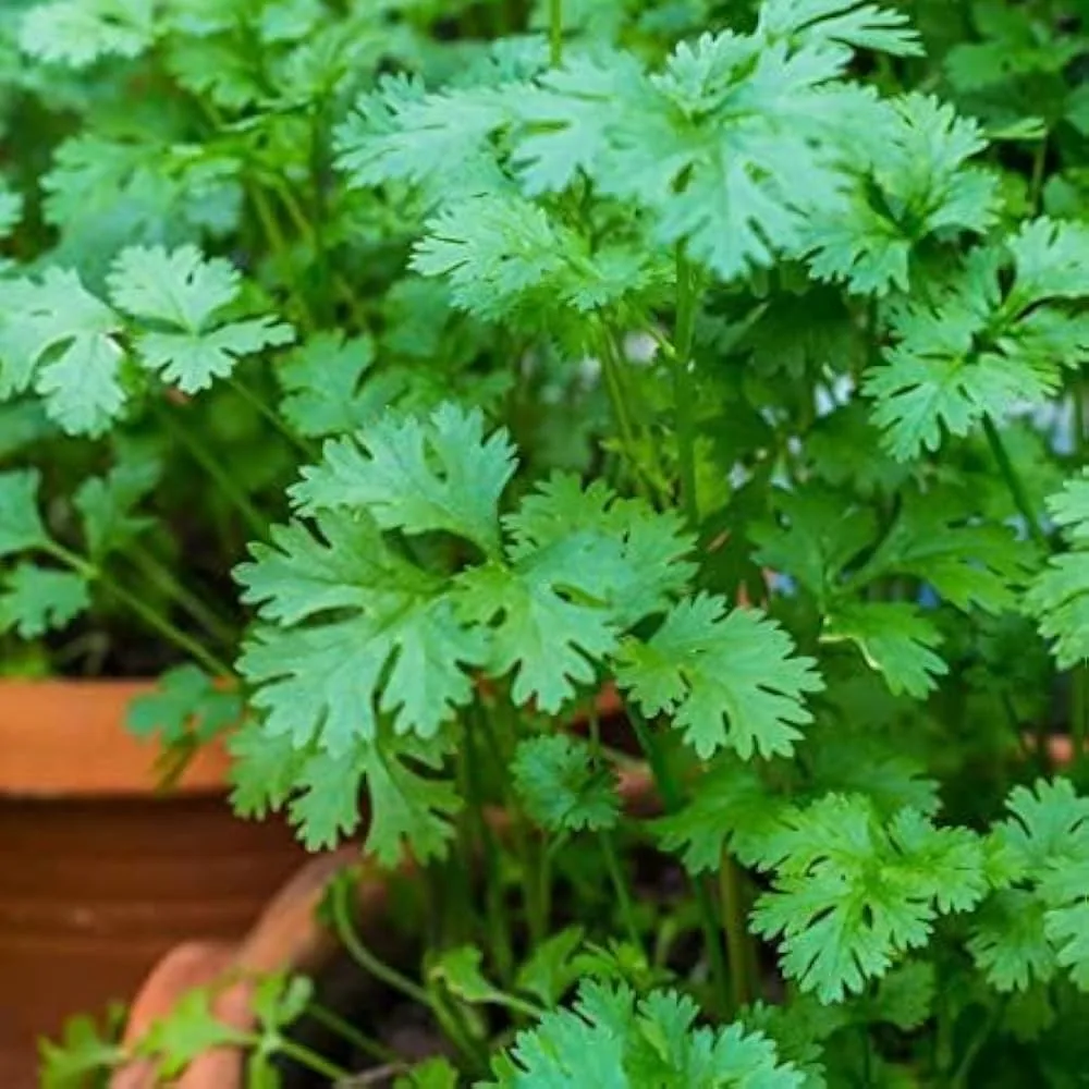 Coriander-greglo Coriander