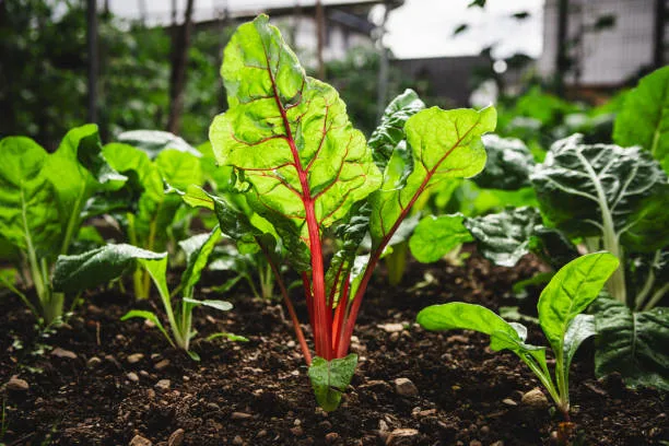 spinach plant spinach plant