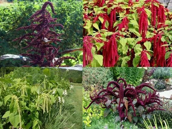 Amaranth plant-greglo Amaranth plant-greglo